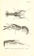 Image de homard américain