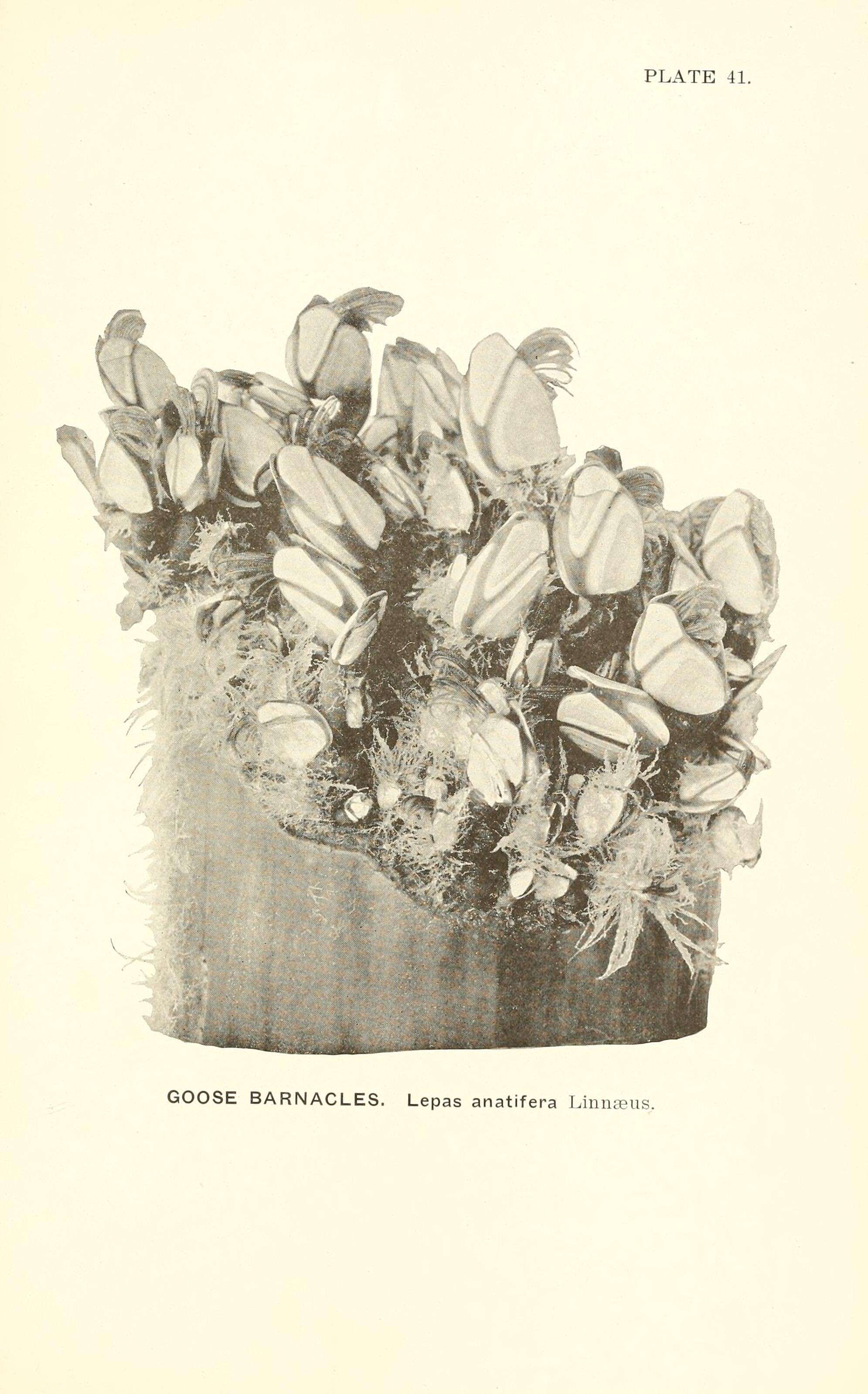 Image of Goose barnacle