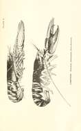 Plancia ëd Homarus americanus H. Milne Edwards 1837
