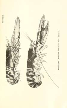 Image of American Lobster