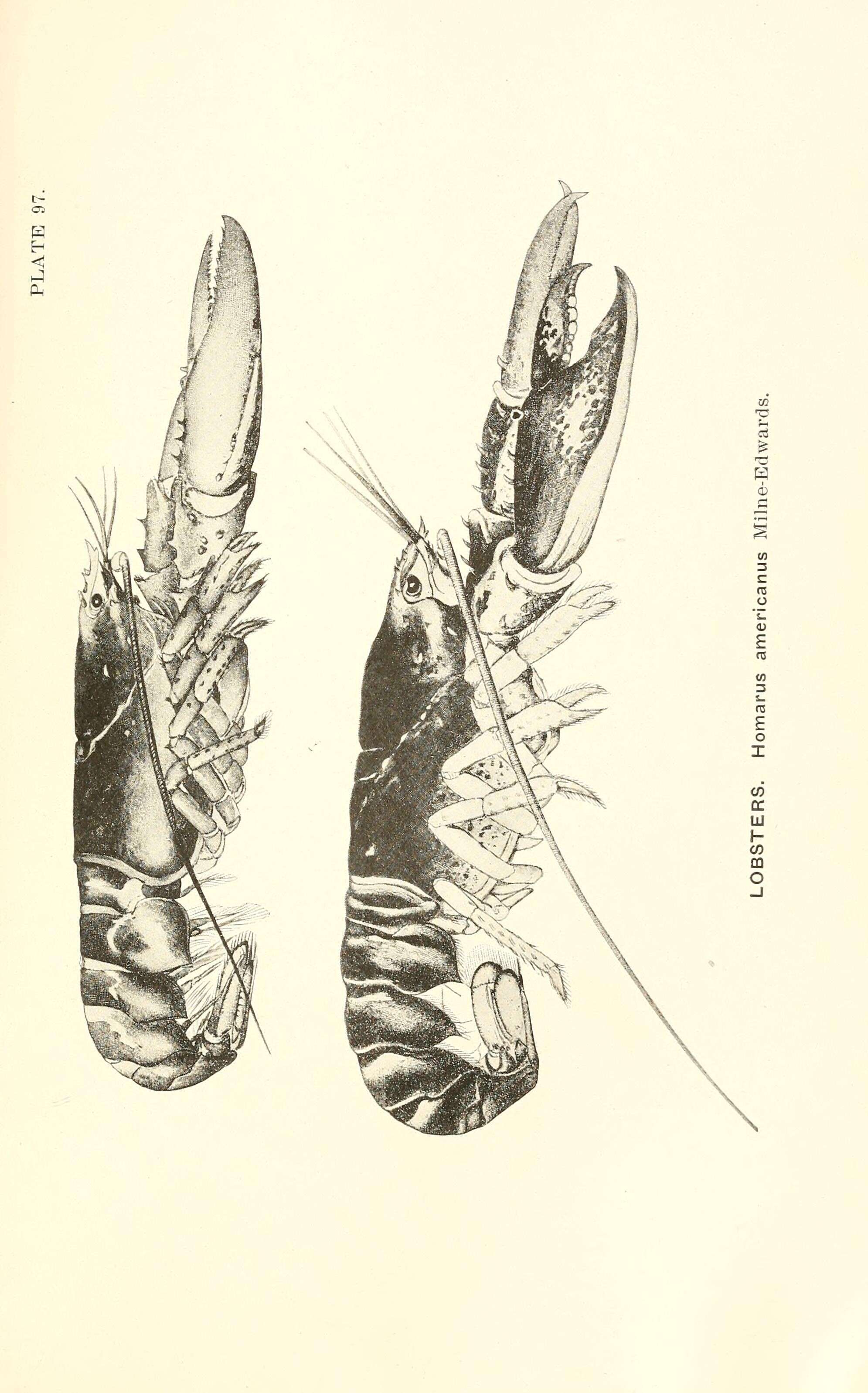 Image de homard américain