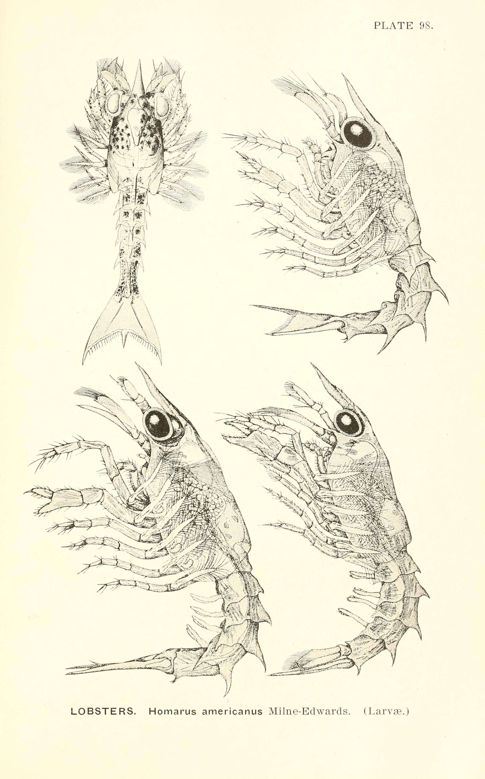 Plancia ëd Homarus americanus H. Milne Edwards 1837