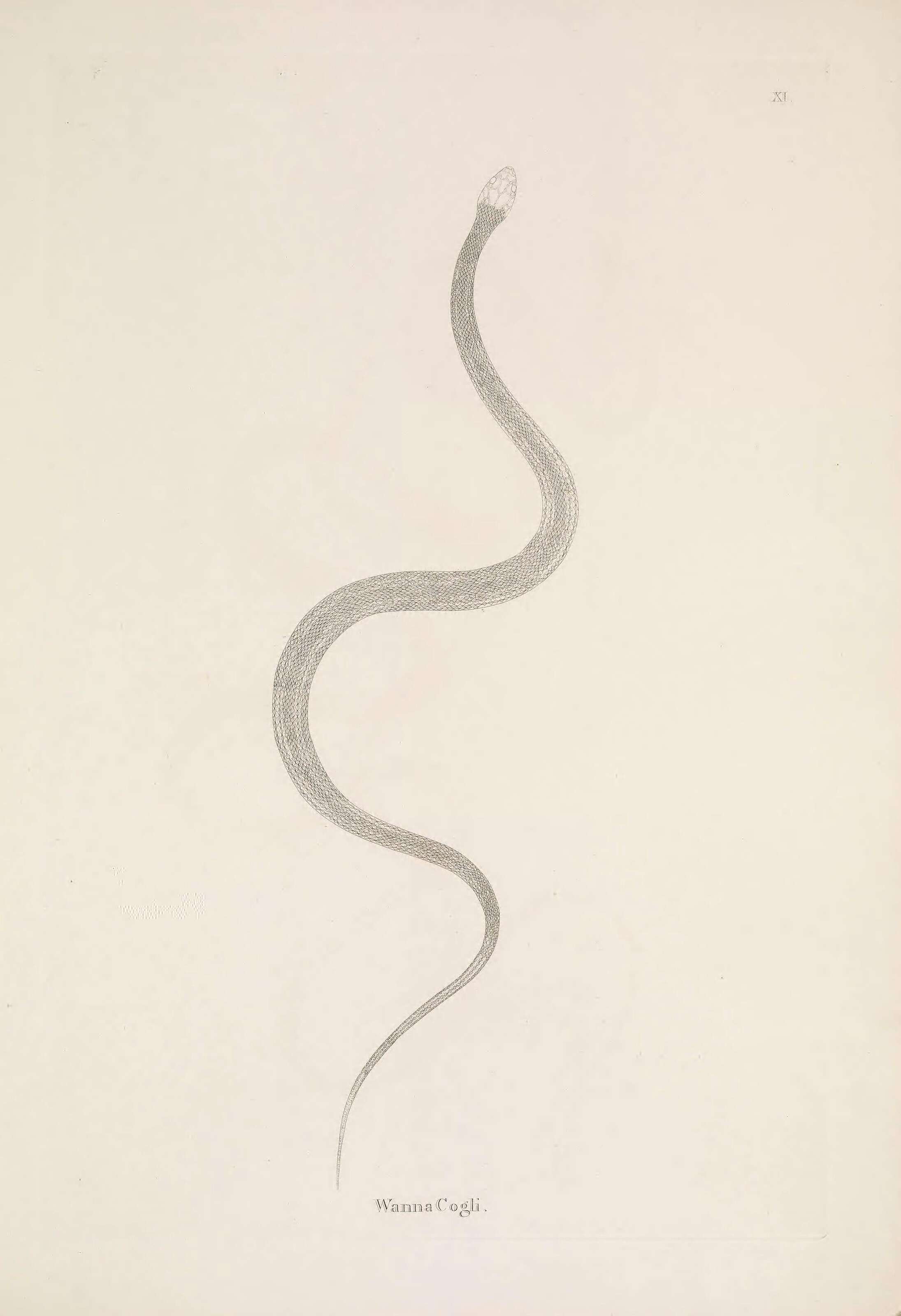 صورة Amphiesma stolatum (Linnaeus 1758)