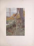 Image de Capreolus Gray 1821