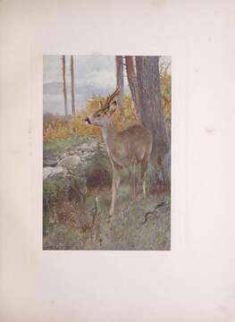 Image of Roe Deer