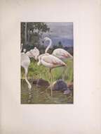 Imagem de Phoenicopterus roseus Pallas 1811