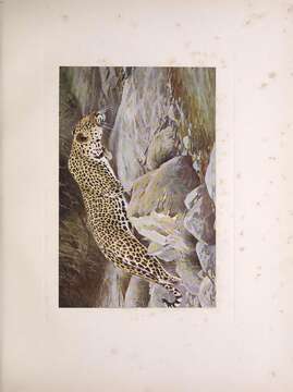 Image of Leopard