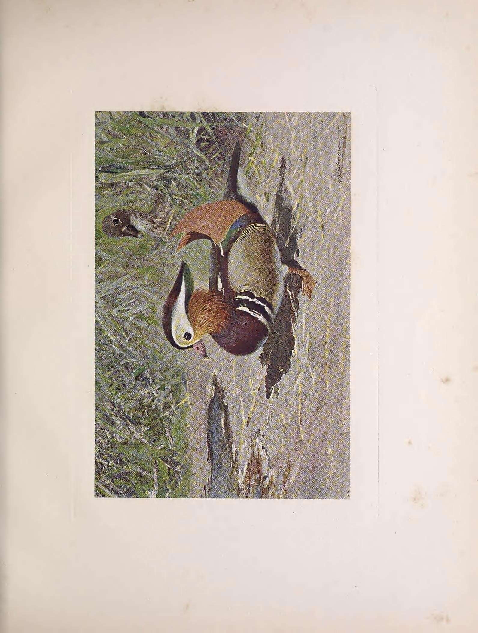 Image of Mandarin Duck