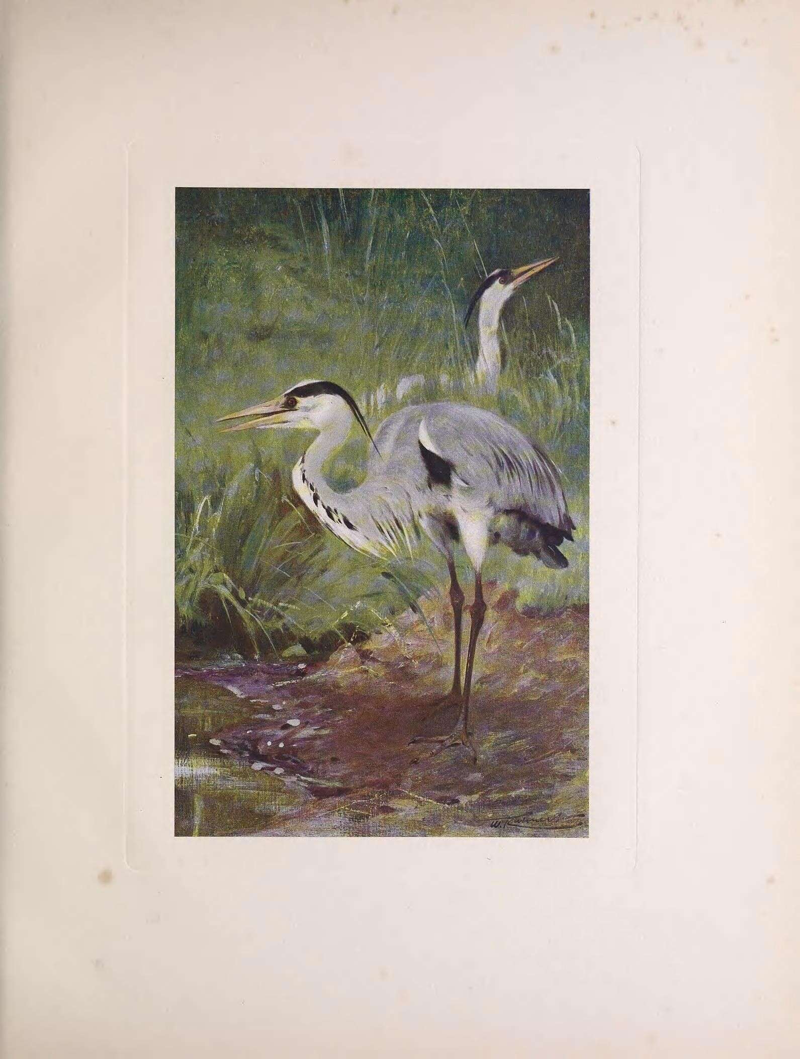 Image of Grey Heron