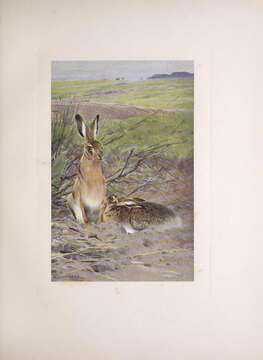 Image of brown hare, european hare