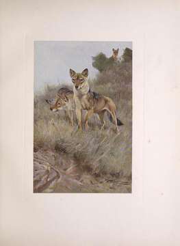 Image of gray wolf