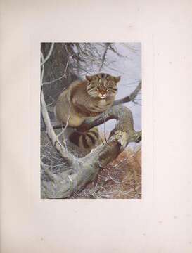 Image of wild cat