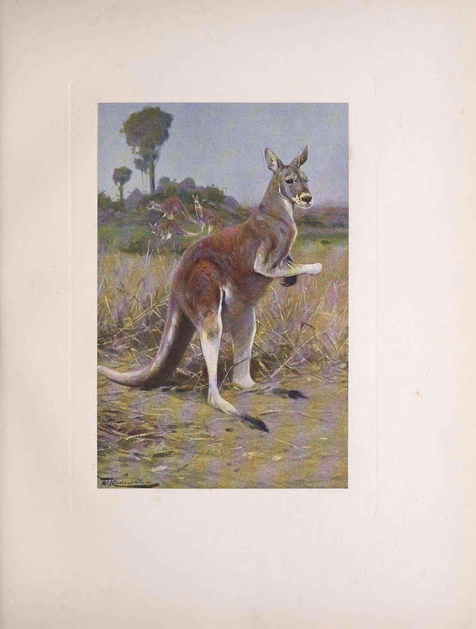 Image of Red kangaroo