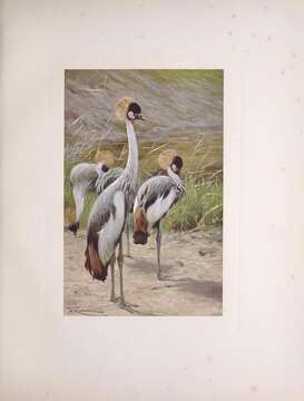 Image of Grey Crowned Crane