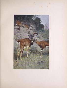 Image of European mouflon