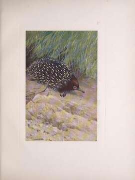 Image of Short-beaked Echidnas