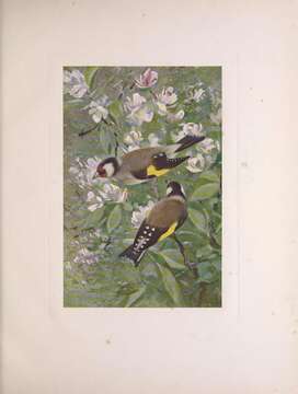 Image of European Goldfinch