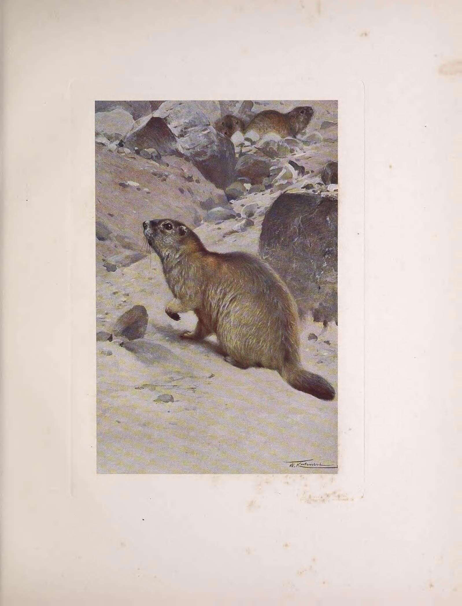 Imagem de Marmota marmota (Linnaeus 1758)