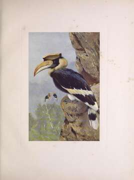 Image of Great Indian Hornbill