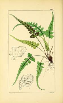 Image de Asplenium pinnatifidum Nutt.