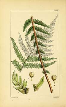 Image of Common Crape Fern