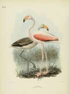 Imagem de Phoenicopterus roseus Pallas 1811