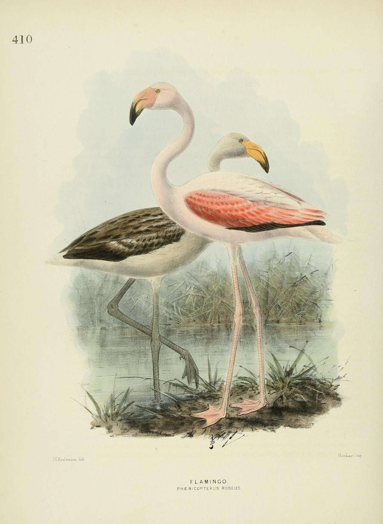 Imagem de Phoenicopterus roseus Pallas 1811