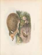 Image of Horsfield's Shrew