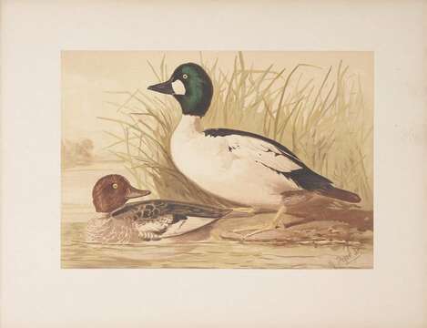 Image of Bucephala Baird & SF 1858