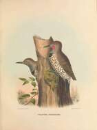 Image of Gilded Flicker