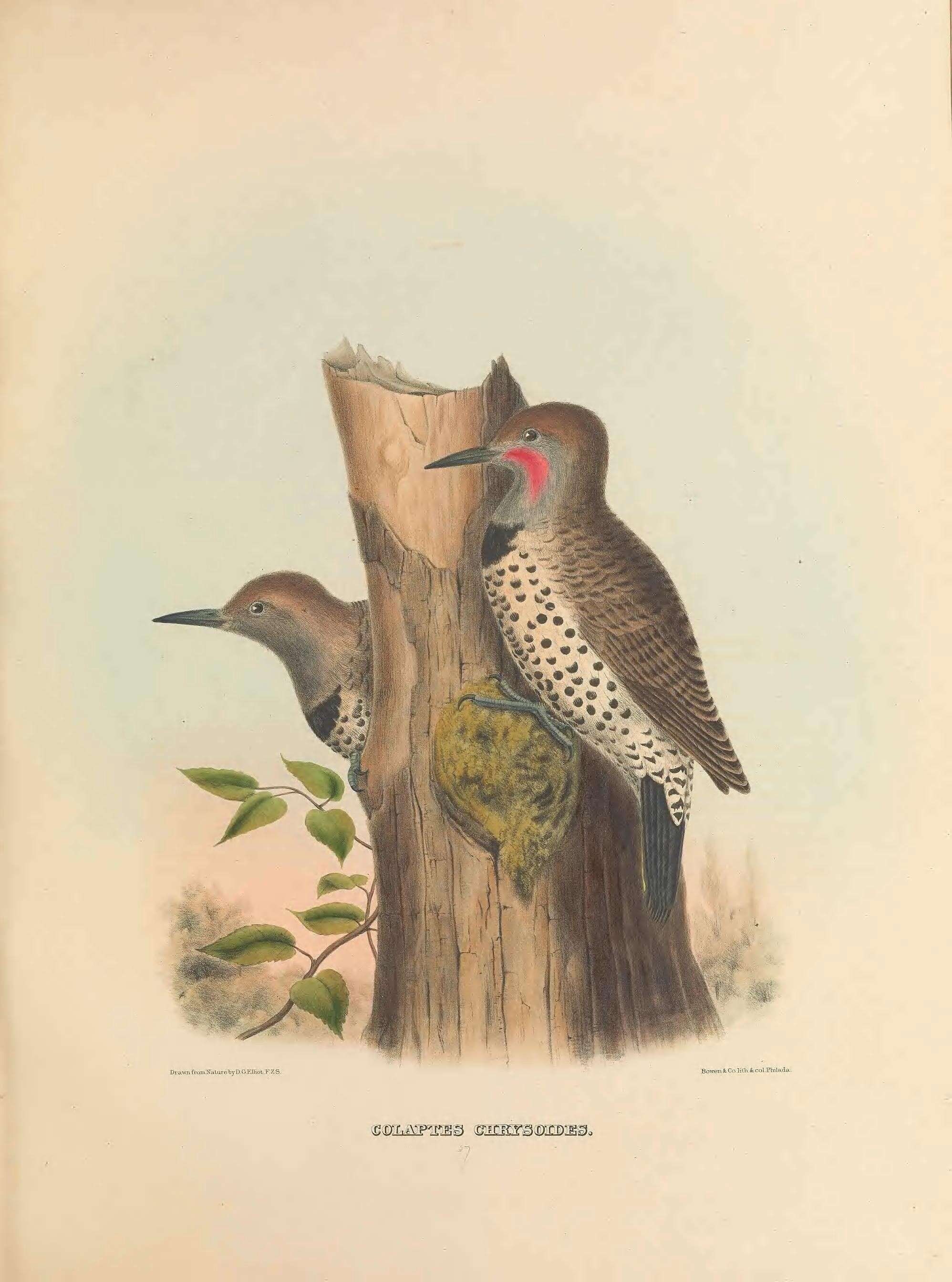 Слика од Colaptes chrysoides (Malherbe 1852)