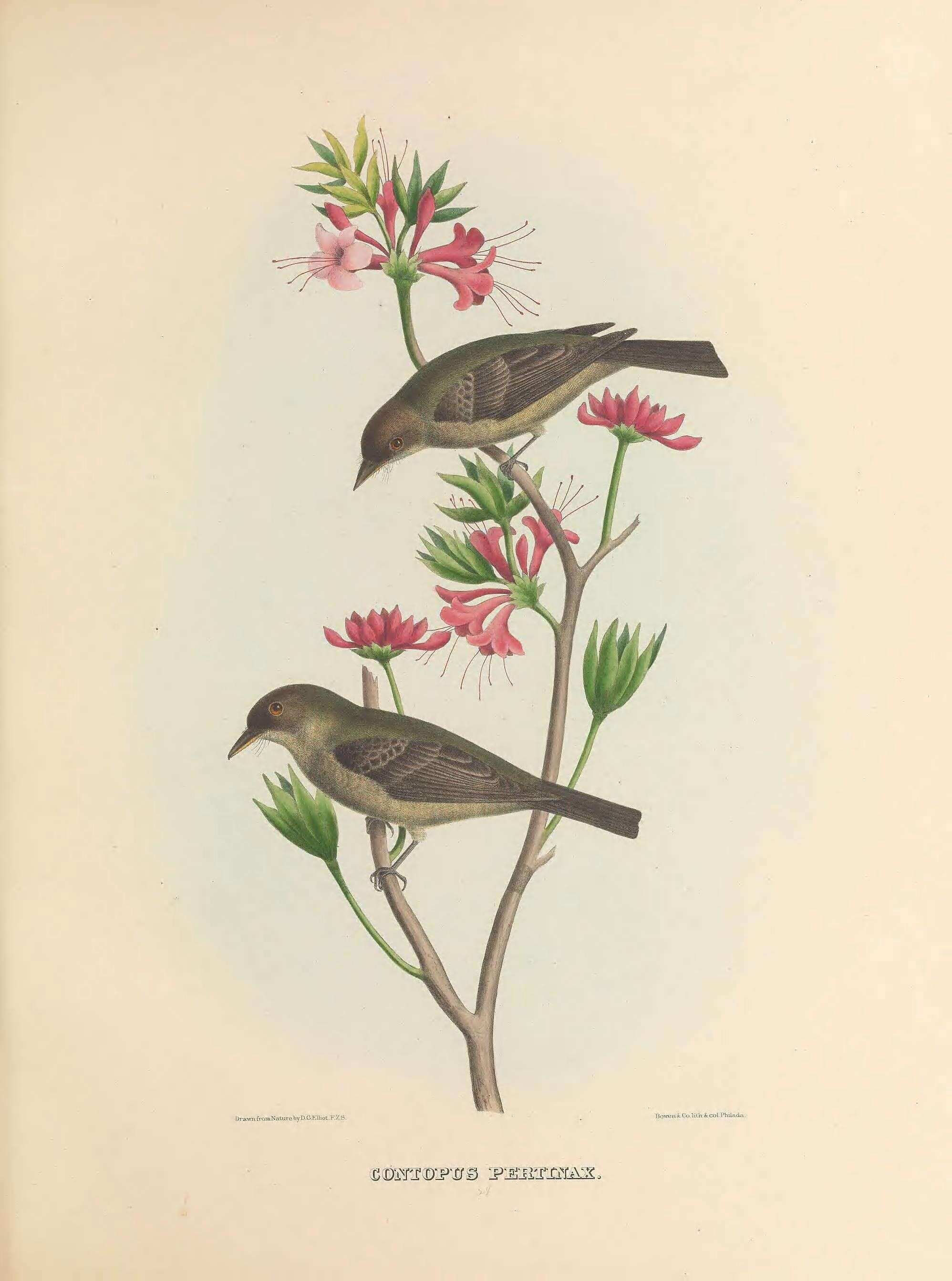 Image of Greater Pewee