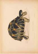 Image of Radiated Tortoise