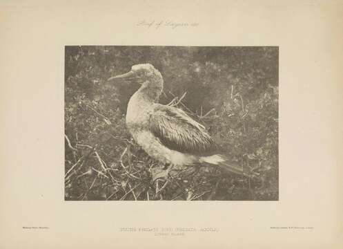 Image of Ascension Frigatebird