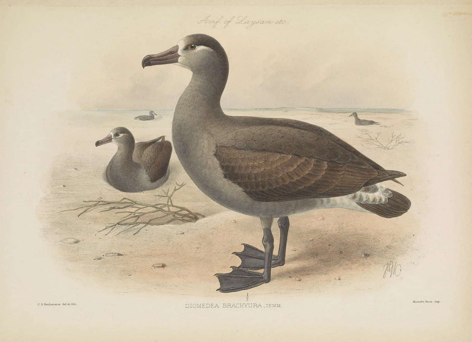 Image of Short-tailed Albatross