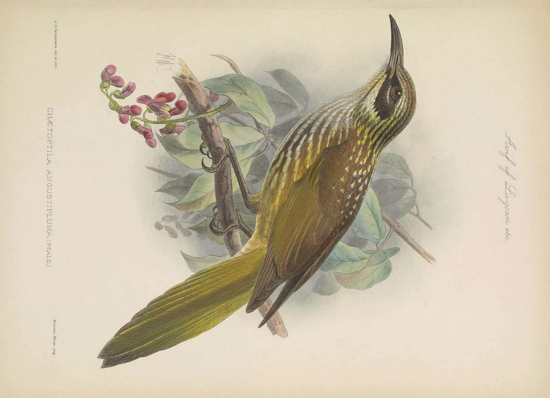 Image of Chaetoptila Gray & GR 1869