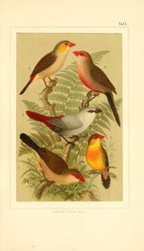 Image of Black-rumped Waxbill