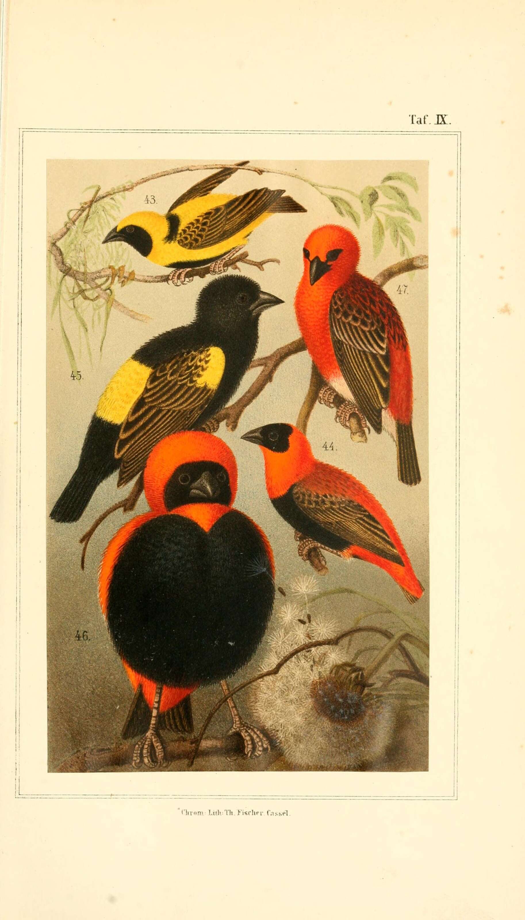 Image of Northern Red Bishop