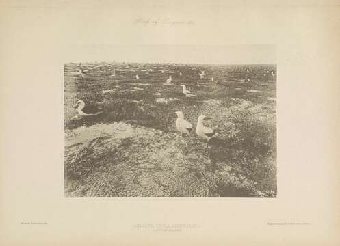 Image of Red-footed Booby