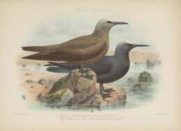 Image of Brown Noddy