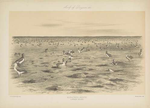 Image of albatrosses