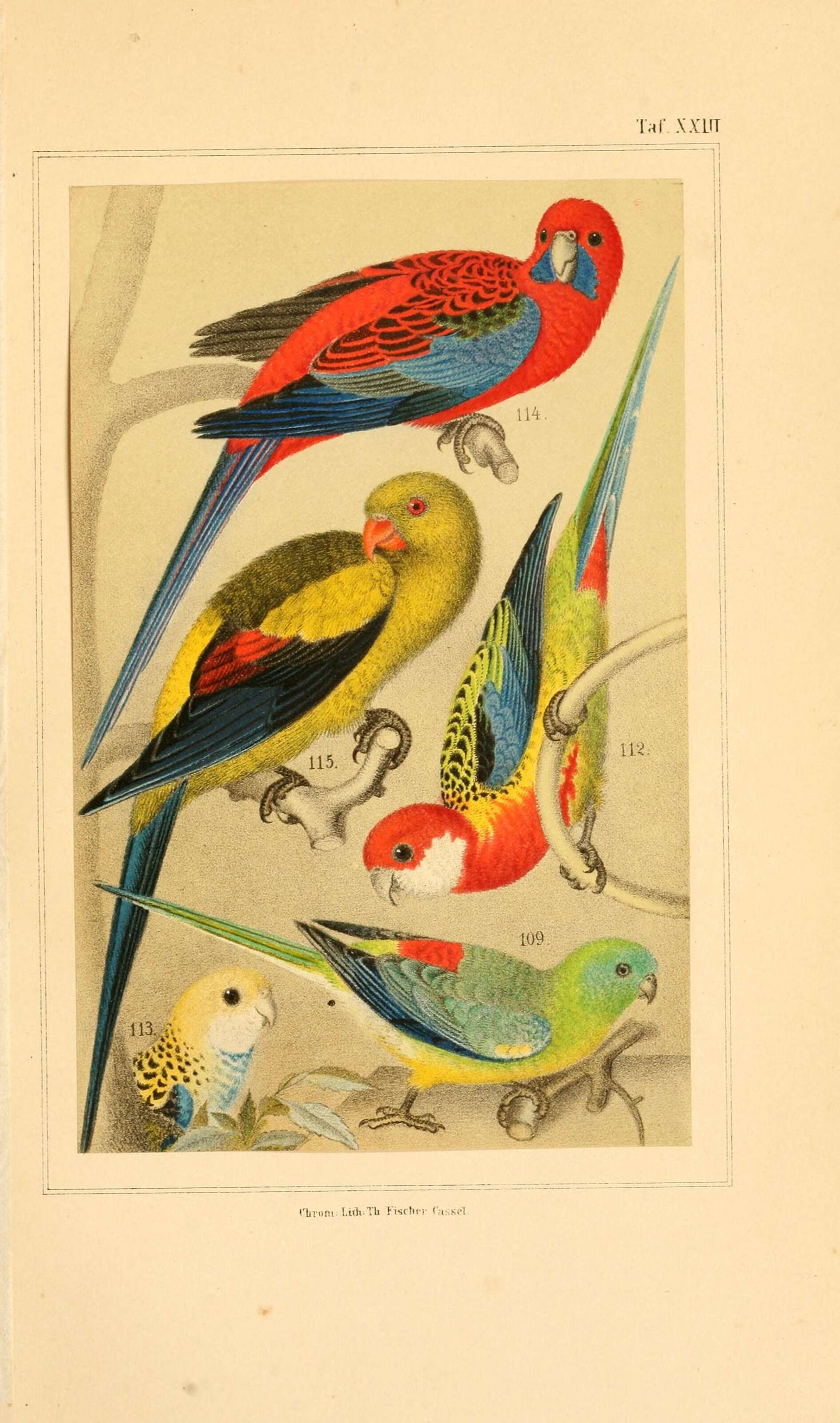 صورة Psephotus Gould 1845