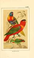 Слика од Lorius lory (Linnaeus 1758)