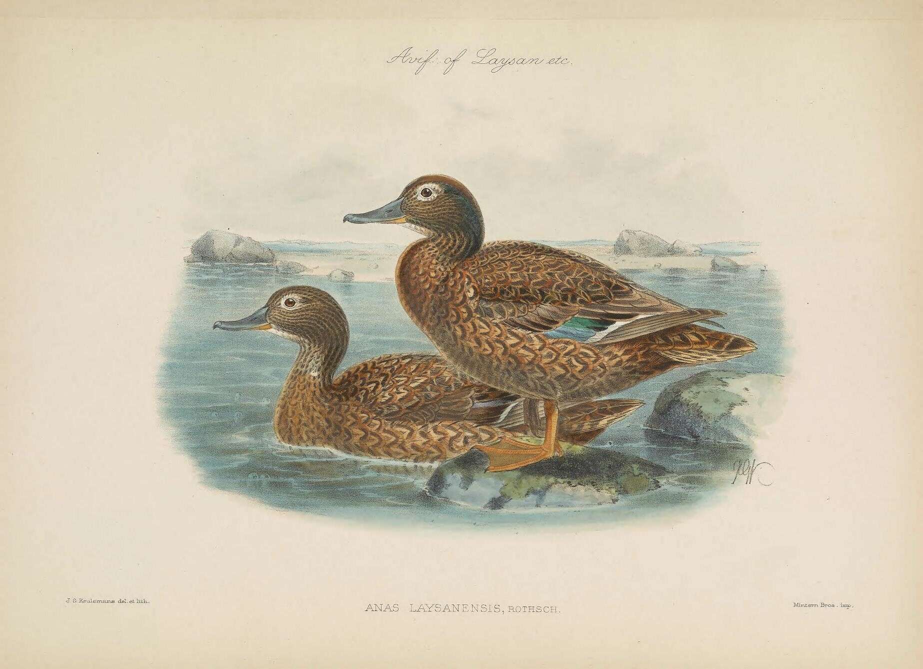 Image of Laysan Duck