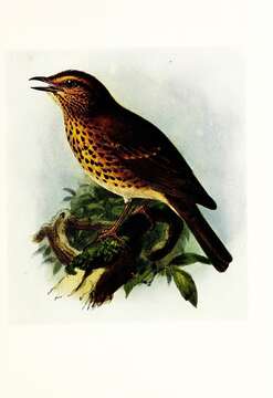 Image of Song Thrush