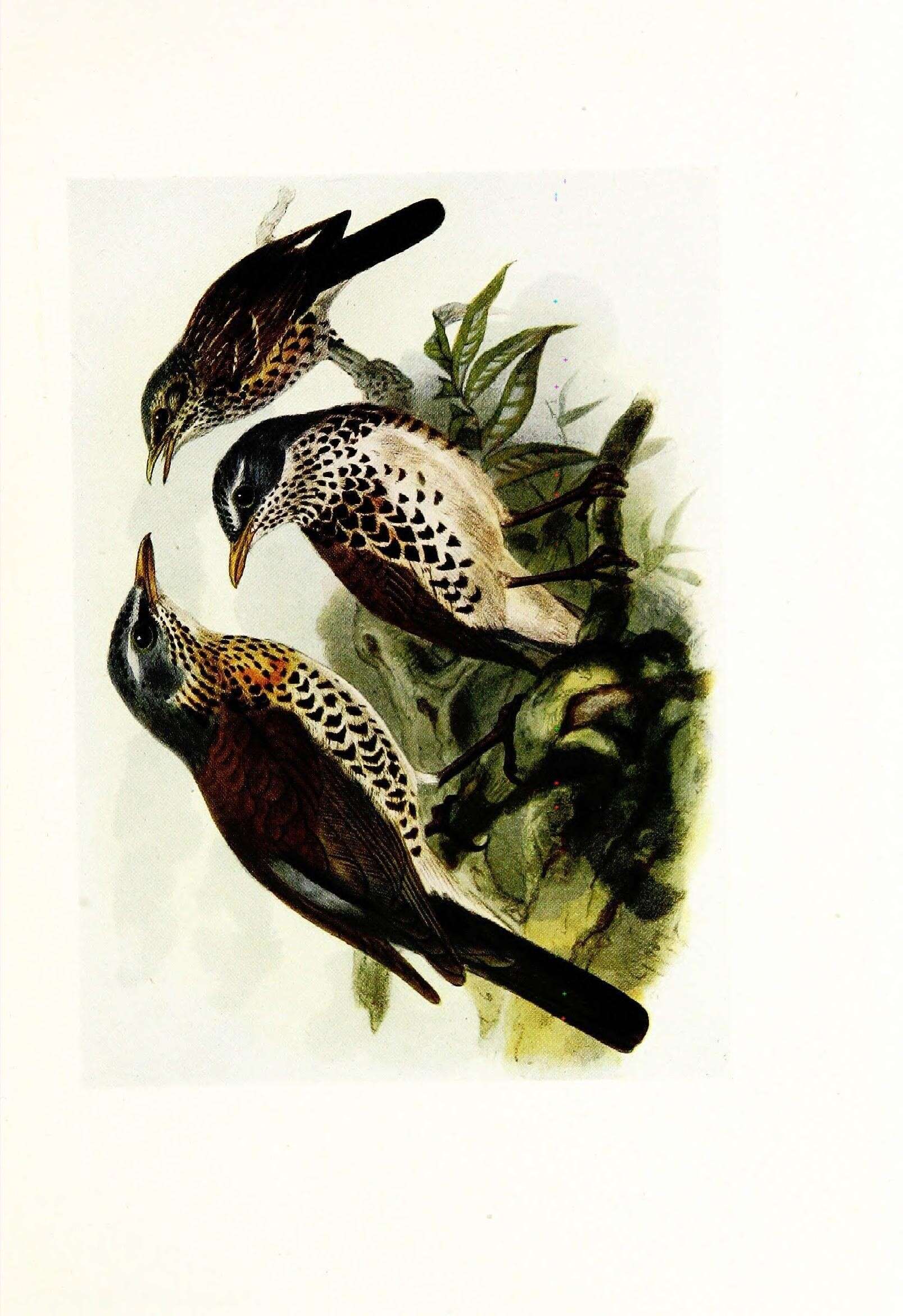 Image of Fieldfare