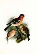 Image of Fringilla Linnaeus 1758