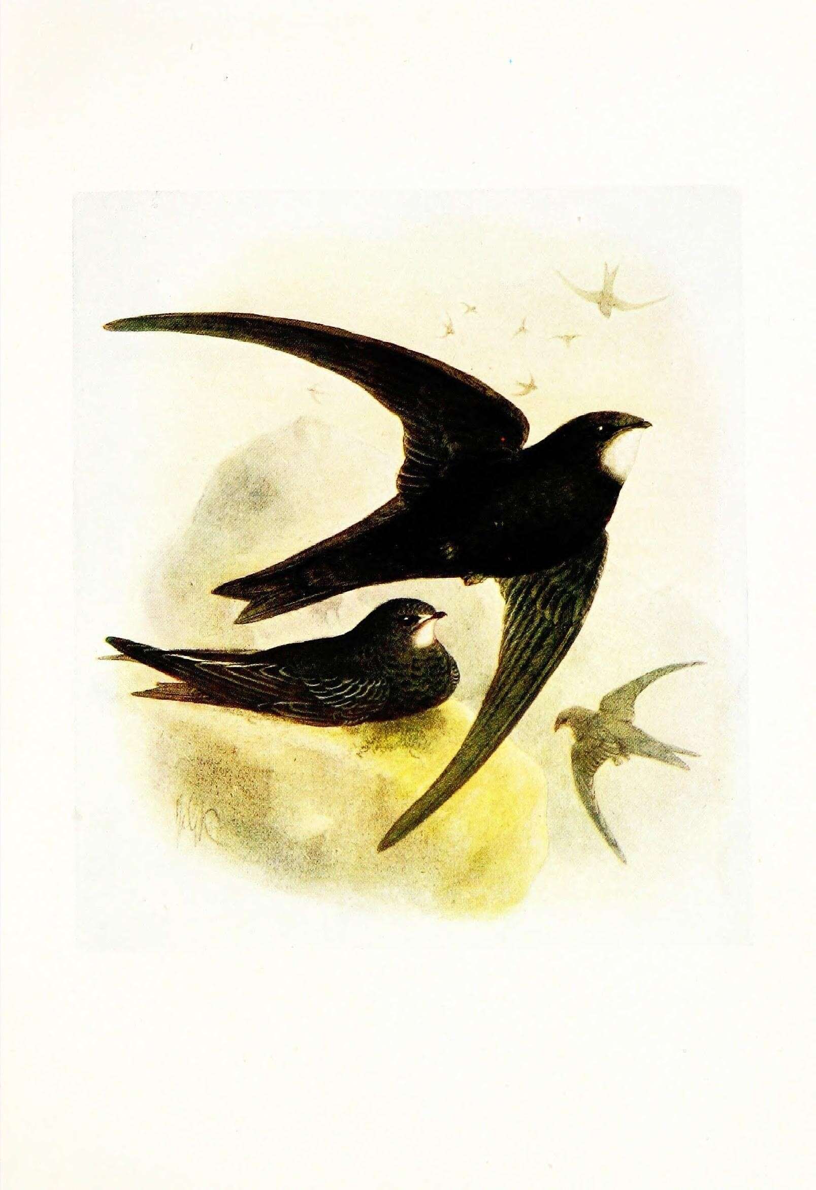 Image of swift, common swift