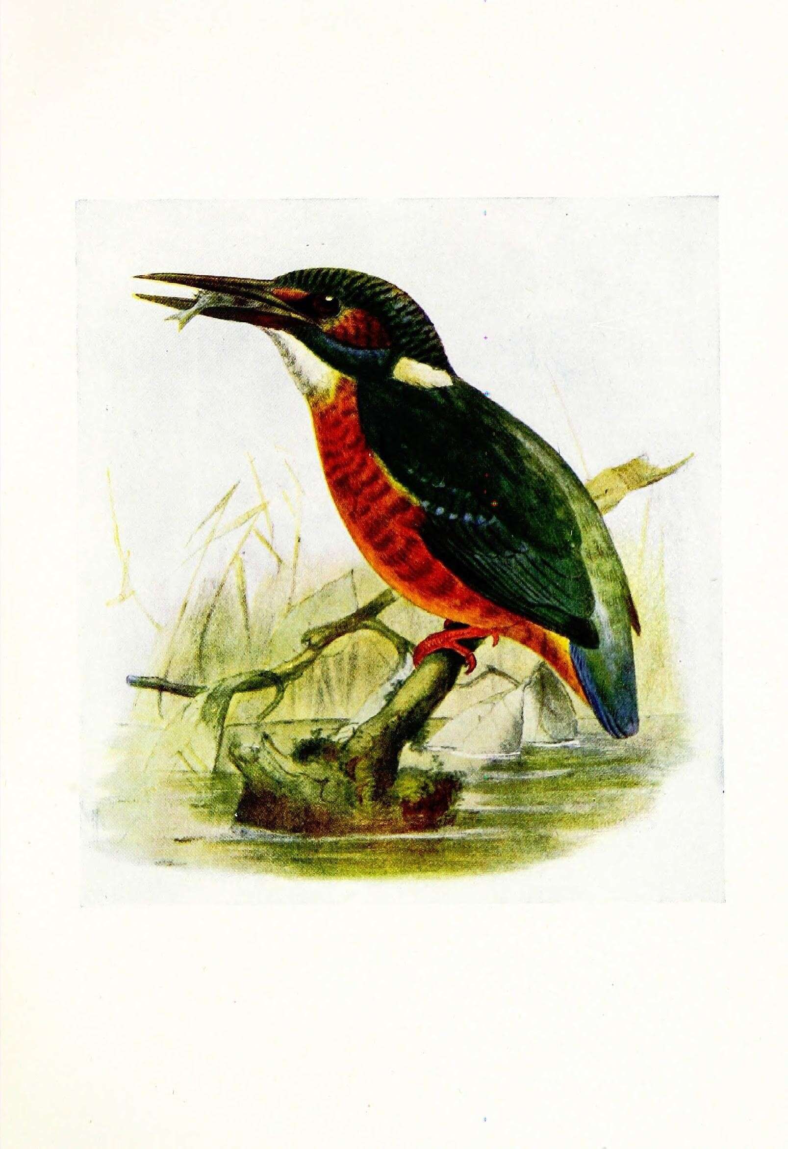 Image of Alcedo Linnaeus 1758