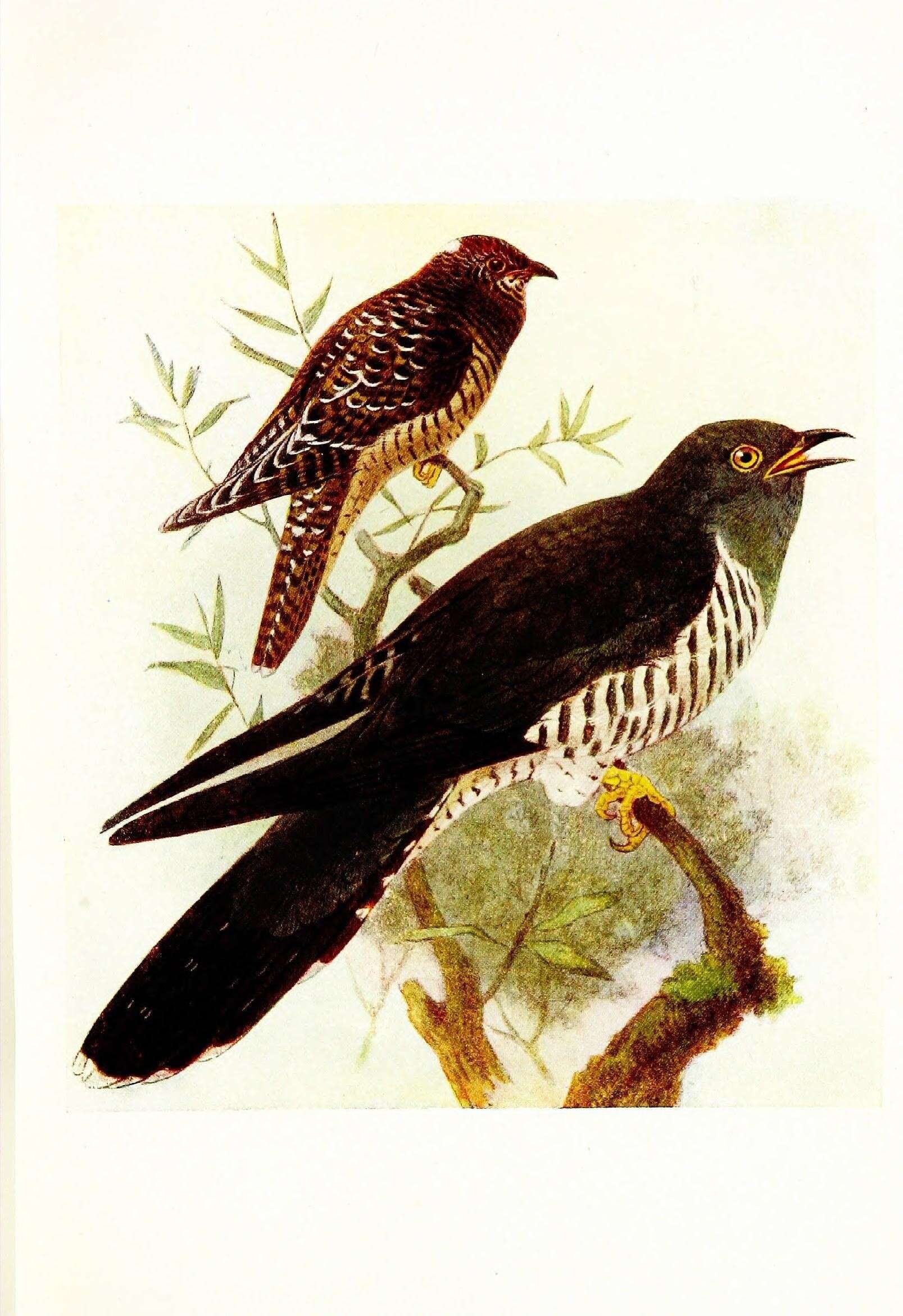 Image of Common Cuckoo